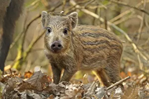 Images Dated 25th March 2011: Wild boar (Sus scrofa) piglet in woodland undergrowth, Forest of Dean, Gloucestershire