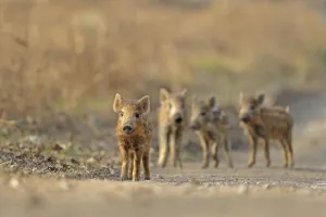 Wild boar (Sus scrofa) piglets, Forest of Dean, Gloucestershire, UK, March