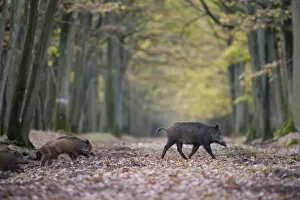 Wild Boar (Sus Scrofa) with piglets in forest of Rambouillet, near Paris, France. Autumn