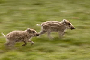 Pigs Gallery: Wild Boar (Sus scrofa) piglets running. Black Forest, Germany, April