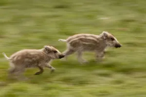 Wild Boar (Sus scrofa) piglets running. Black Forest, Germany, April Wild Boar (Sus scrofa) piglets running. Black Forest, Germany, April