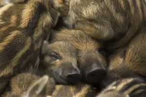 Wild boar (Sus scrofa) piglets sleeping, the Netherlands, April Wild boar (Sus scrofa) piglets sleeping, the Netherlands, April
