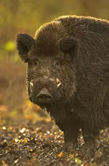 Images Dated 21st November 2008: Wild Boar (Sus scrofa) portrait in afternoon light. Holland, Europe, November