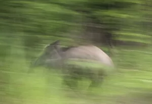 Images Dated 18th June 2009: Wild boar (Sus scrofa) running, Gornje Podunavlje Special Nature Reserve, Serbia