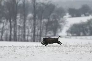 Wild boar (Sus scrofa) running across snow covered field, Vosges, France, January