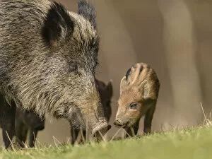 Wild boar (Sus scrofa) sow with piglets. Forest of Dean, Gloucestershire, England, UK