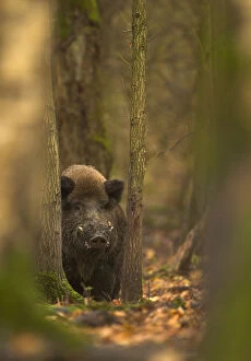 Animals In The Wild Gallery: Wild Boar (Sus scrofa) in woodlands. Holland, Europe, November
