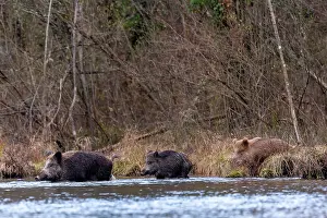 France Prints: Three Wild boars (Sus scrofa) crossing a river, Alsace, France. December
