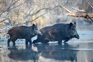 France Prints: Two Wild boars (Sus scrofa) crossing a river, Rhine forest, Alsace, France. January