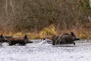 France Prints: Wild boars (Sus scrofa) herd crossing a river, Alsace, France. December