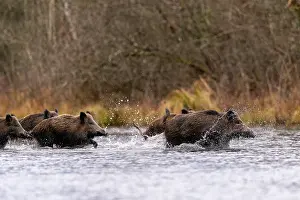 France Prints: Wild boars (Sus scrofa) herd crossing a river, Alsace, France. December