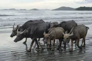 Wild buffalos (Bubalus arnee) on beach in Pui O, Lantau Island, Hong Kong, China Wild buffalos (Bubalus arnee) on beach in Pui O, Lantau Island, Hong Kong, China
