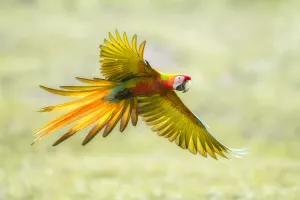 Wild Buffons macaw x Scarlet macaw (Ara ambiguus x Ara macao) hybrid, Costa Rica