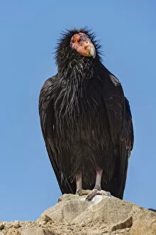 Wild California condor (Gymnogyps californianus) near San Pedro Martir National Park