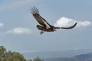 Wild California condor (Gymnogyps californianus) in flight, with wing tag and transmitter