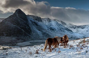 Cool coloured wilderness Collection: Two wild Carneddau Ponies mutually grooming on the snow-covered slopes of Pen yr Ole Wen