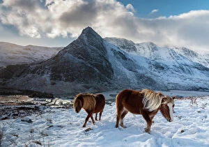 Cool coloured wilderness Collection: Two wild Carneddau Ponies on the snow-covered slopes of Pen yr Ole Wen