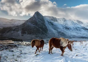 Domesticated Prints: Two wild Carneddau Ponies on the snow-covered slopes of Pen yr Ole Wen