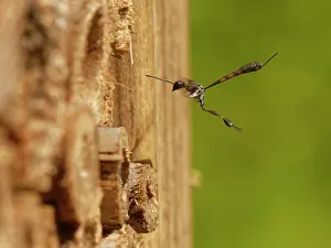 Parasite Prints: Wild carrot wasp (Gasteruption assectator) female
