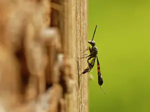 Parasite Prints: Wild carrot wasp (Gasteruption assectator) female