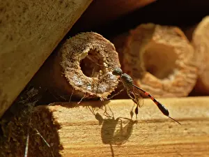 Insect House Prints: Wild carrot wasp (Gasteruption assectator) female