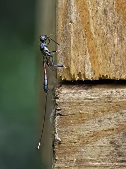Parasite Prints: Wild carrot wasp (Gasteruption jaculator) female