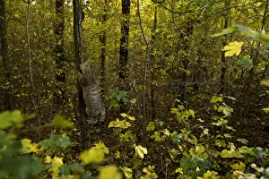 Wild cat (Felis silvestris) climbing tree in autumn, Black Forest, Baden-Wurttemberg, Germany