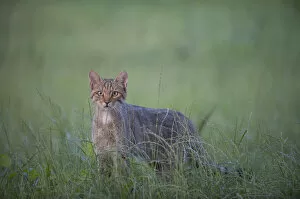 Wild cat (Felis silvestris) Codrii Forest Reserve, Moldova, June