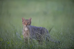 Images Dated 30th June 2009: Wild cat (Felis silvestris) Codrii Forest Reserve, Moldova, June