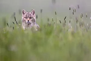 Wild cat (Felis silvestris) in field, Vosges, France, April