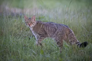 Images Dated 30th June 2009: Wild cat (Felis silvestris) in grassland, Codrii Forest Reserve, Moldova, June WWE BOOK