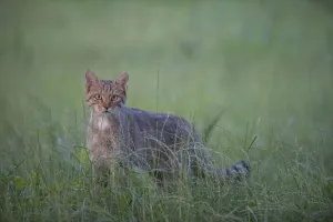 Images Dated 30th June 2009: Wild cat (Felis silvestris) in long grass, Codrii Forest Reserve, Moldova, June