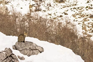 May 2021 Highlights Collection: Wild cat (Felis silvestris) sitting on rock surrounded by snow, Cantabrian Mountains