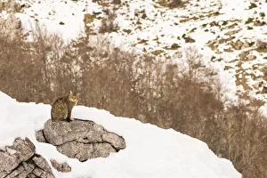May 2021 Highlights Prints: Wild cat (Felis silvestris) sitting on rock surrounded by snow, Cantabrian Mountains