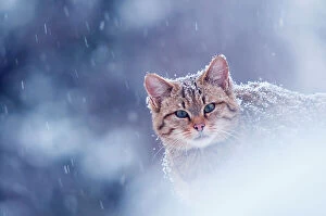Cool Coloured Landscapes Collection: Wild cat (Felis silvestris) in snowstorm captive, Germany