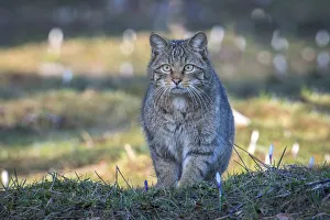 Images Dated 22nd November 2019: Wild cat (Felis silvestris) Switzerand