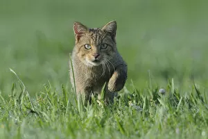Images Dated 16th August 2012: Wild Cat (Felis silvestris). Vosges, France, August