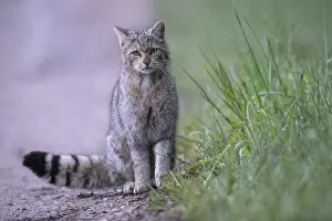 2021 January Highlights Collection: Wild cat (Felis silvestris) Vosges, France
