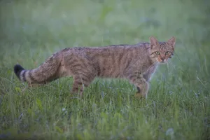 Images Dated 30th June 2009: Wild cat (Felis silvestris) walking, Codrii Forest Reserve, Moldova, June