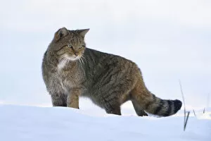 Animal In The Wild Gallery: Wild cat (Felis sylvestris) in snow, Vosges, France, February