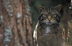 Images Dated 24th March 2004: Wild cat in pine forest {Felis silvestris} Cairngorms NP, Scotland, UK
