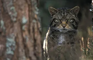 Wild cat in pine forest {Felis silvestris} Cairngorms NP, Scotland, UK