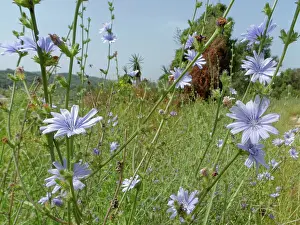 Asterales Prints: Wild chicory (Cichorium intybus) flowering in coastal grassland, Corfu, Greece. May