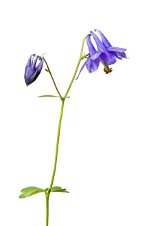 Images Dated 31st May 2009: Wild columbine (Aquilegia vulgaris) in flower, Queyras Natural Park, France, May 2009