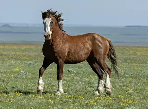 Feral Mammal Prints: Wild curly stallion posturing, portrait, Salt Wells Creek, Wyoming, USA. June