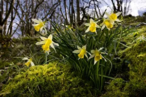 Wild daffodil {Narciccus pseudonarcissus} flowering in hazel woodland, Peak District National Park