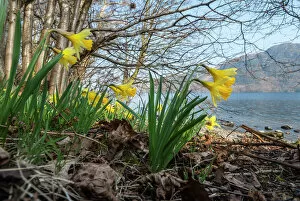 Yellow Collection: Wild daffodil (Narcissus pseudonarcissus) Bay, Ullswater, Lake District, England, UK