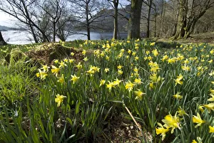Steve Nicholls - Flowers Of The Field Prints: Wild daffodil (Narcissus pseudonarcissus) at Glencoyne Bay, Ullswater, Lake District