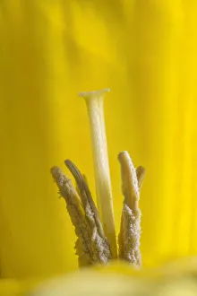 Pistils Prints: Wild daffodil (Narcissus pseudonarcissus) stamens and stigma