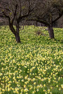 Daffodil Prints: Wild daffodils (Narcissus pseudonarcissus) in flower in spring